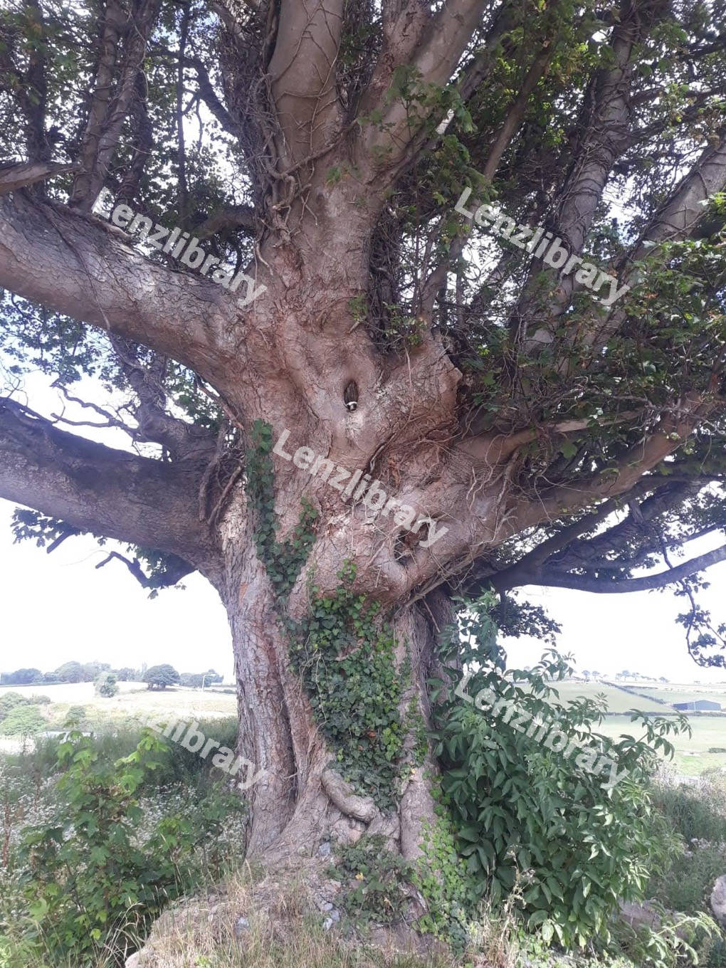 Large Tree
